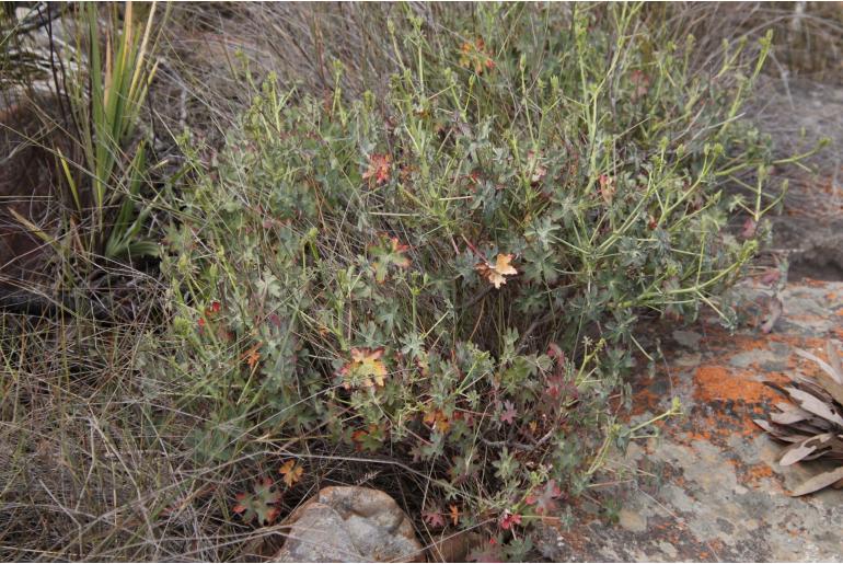 Pelargonium grandiflorum 13647