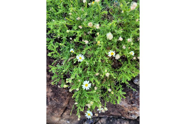 Felicia bechuanica&nbsp;13648