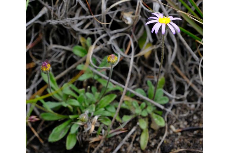 Felicia bellidioides&nbsp;13649