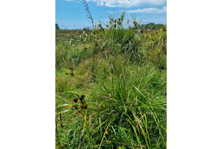 Cyperus ustulatus 13654
