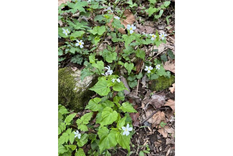 Viola canadensis -13666