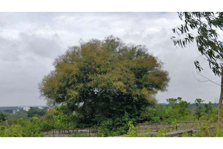 Vachellia leucophloea -13670
