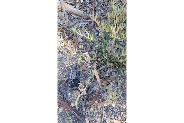 Verschillend bladige ruschia