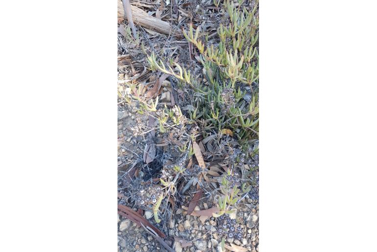 Ruschia diversifolia&nbsp;13674