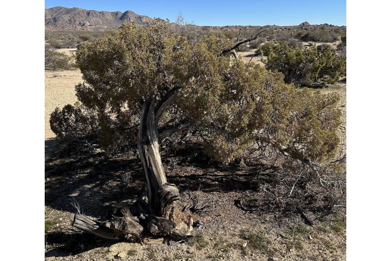 Juniperus californica -13680