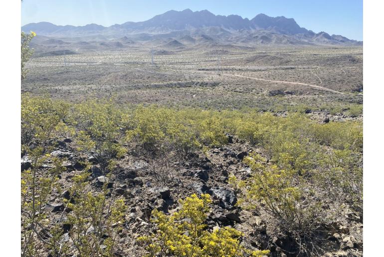 Larrea tridentata -13687
