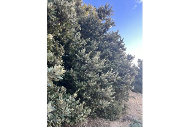 Dichtbloeiende notholithocarpus