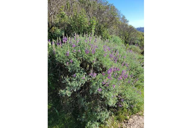 Witgebladerde lupine