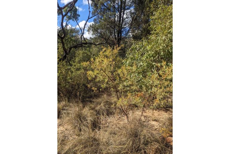 Acacia polybotrya -13697
