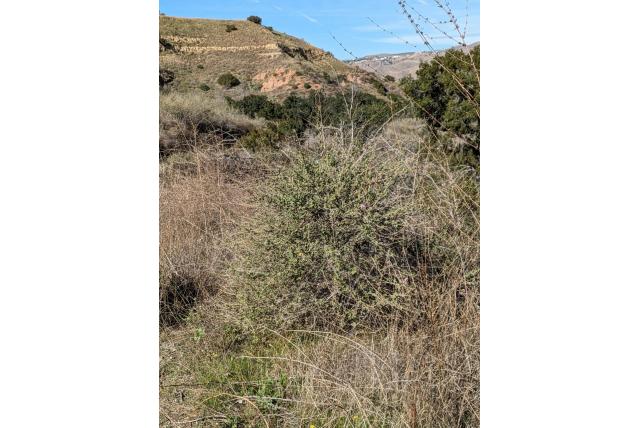 Gebundelde malacothamnus