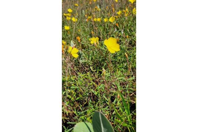 Struikachtige teunisbloem
