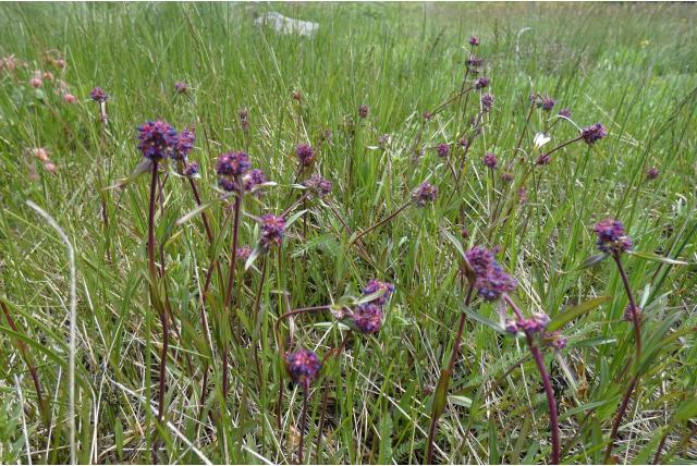 Grote penstemon
