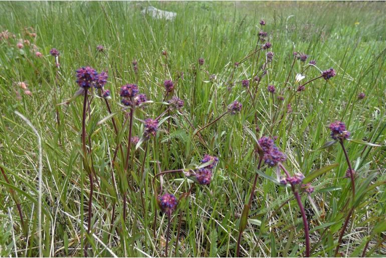 Penstemon procerus 13706