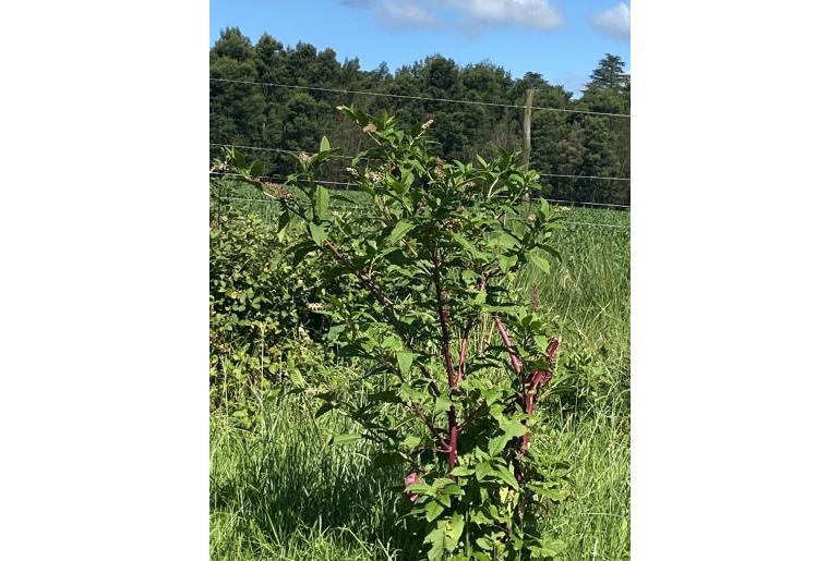 Phytolacca americana -13709