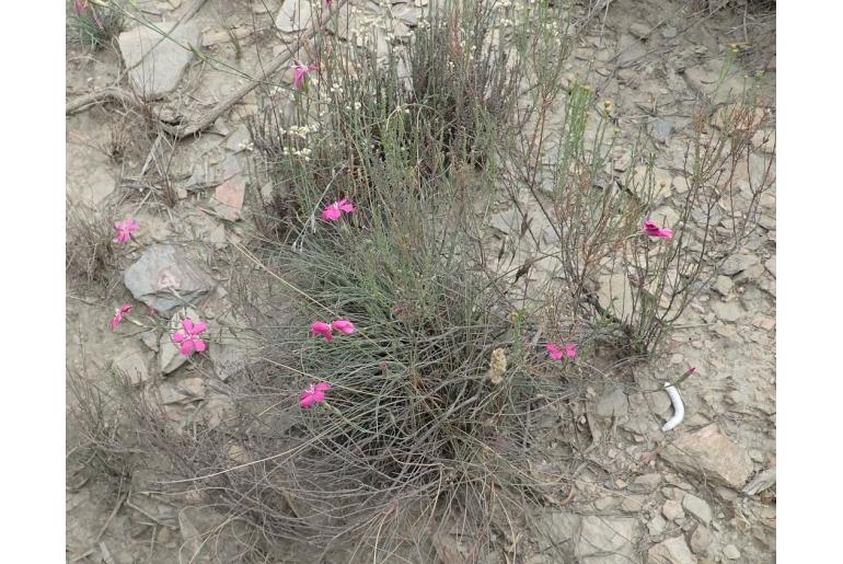 Dianthus basuticus ssp fourcadei&nbsp;13717