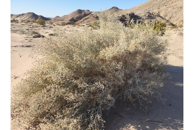 Emory's psorothamnus