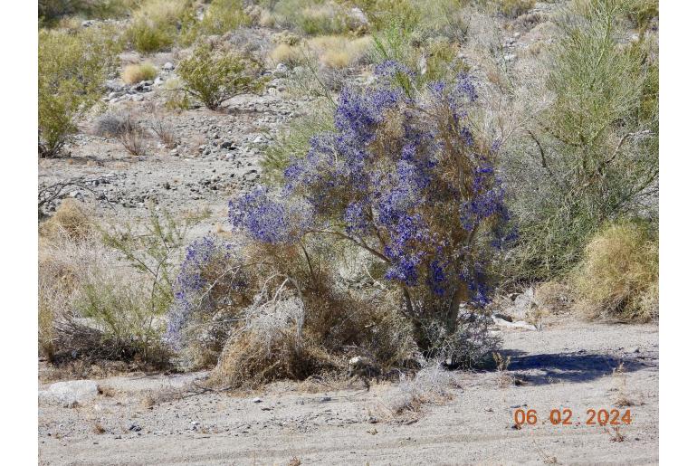 Psorodendron spinosum&nbsp;13718