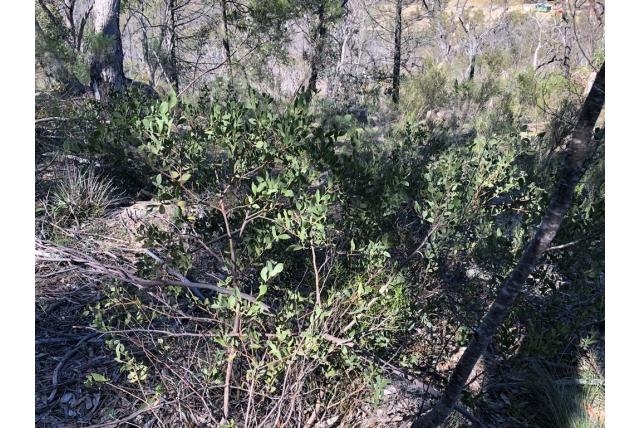 Fluwelen acacia