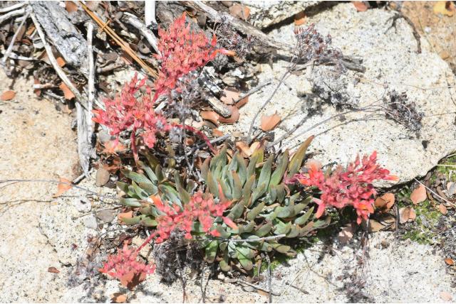 Weinigbloemige dudleya