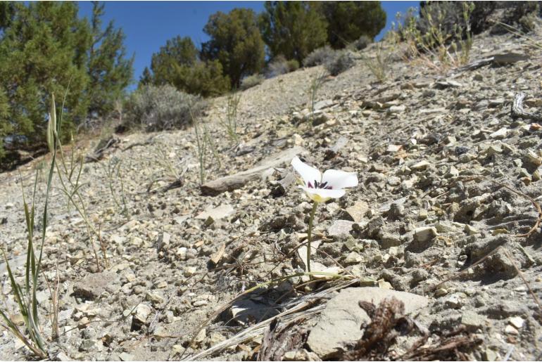 Calochortus bruneaunis -13738