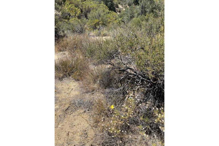 Calochortus concolor -13741