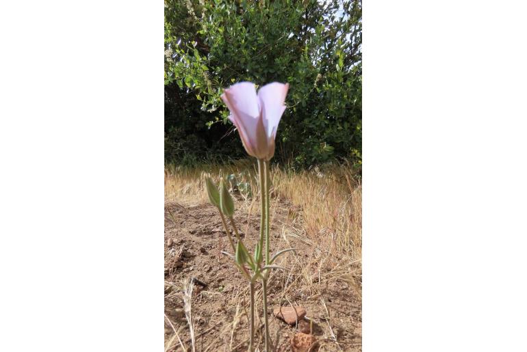 Calochortus invenustus -13744