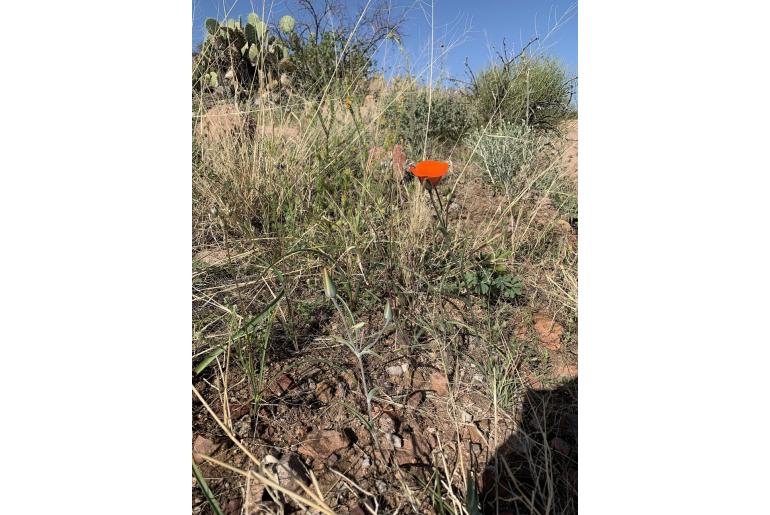 Calochortus kennedyi -13745