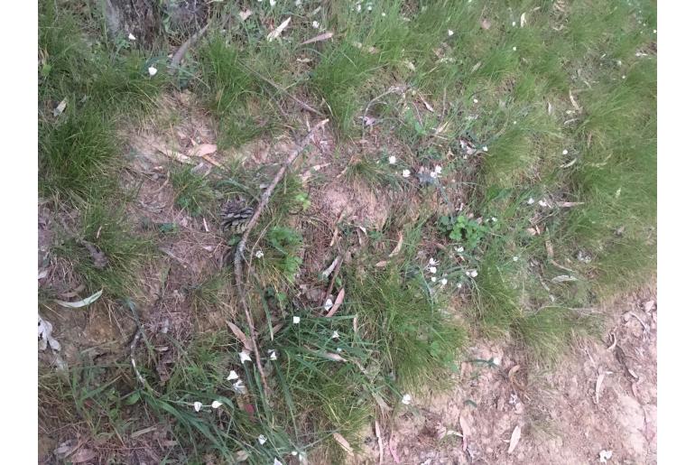 Calochortus umbellatus -13752