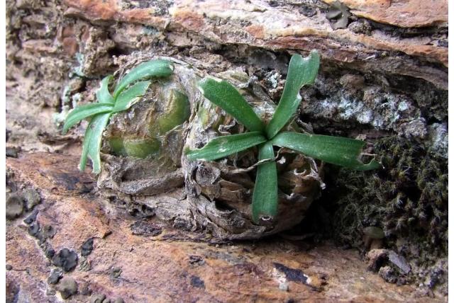 Karoo drimia