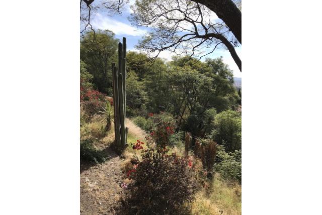 Mexicaanse hekpaalcactus