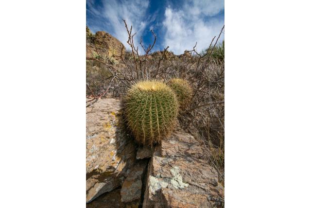 Stekelvarken ferocactus