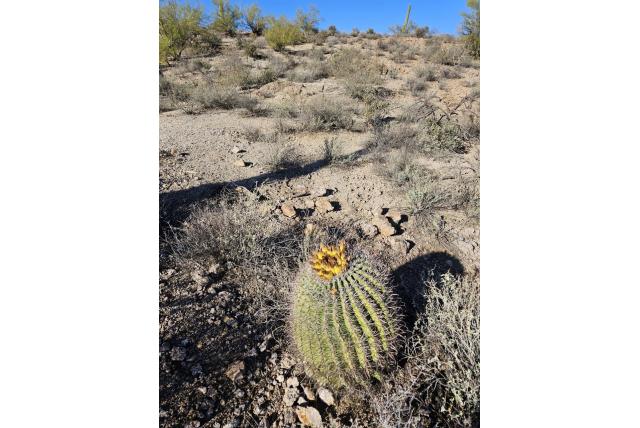 Wislizenus' ferocactus