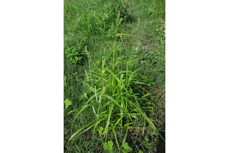 Cenchrus echinatus -13778