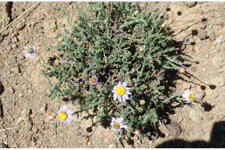 Felicia caespitosa&nbsp;13779