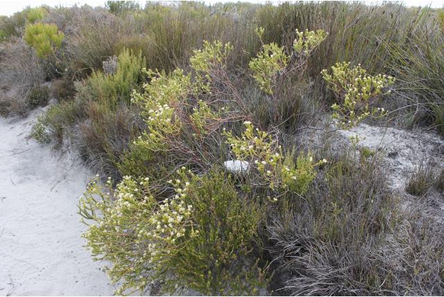 Tegengesteld-blad diosma