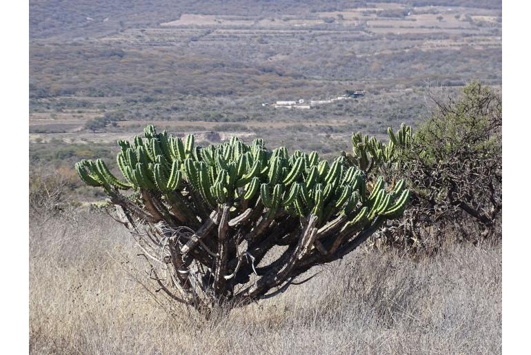 Myrtillocactus geometrizans -13781