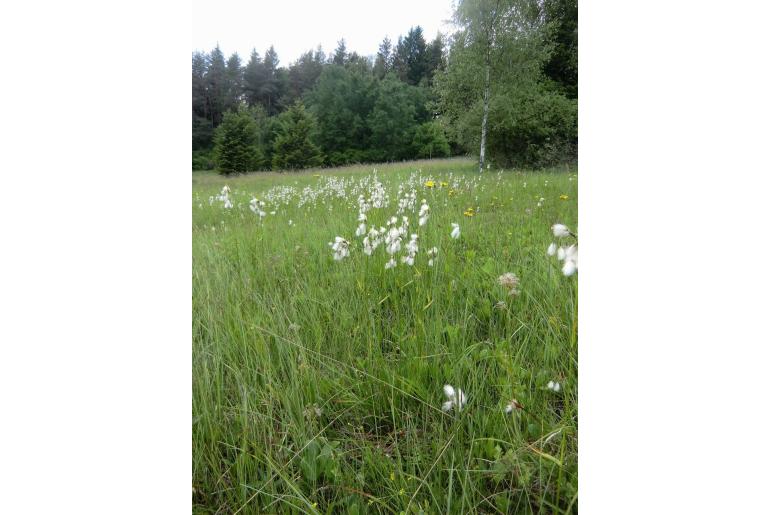 Eriophorum latifolium 13789