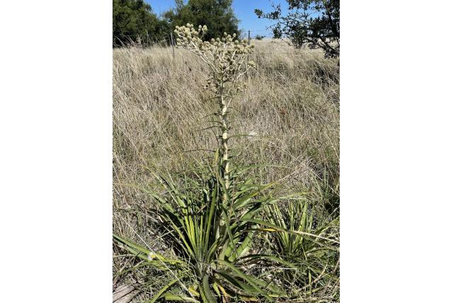 Borstelige kruisdistel