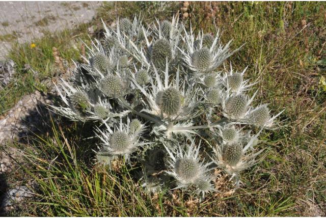Witte kruisdistel