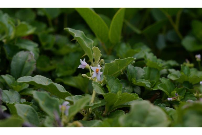 Solanum procumbens 13791
