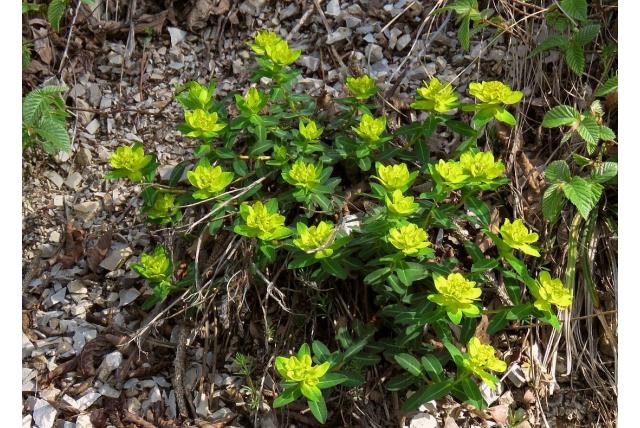 Wrat wolfsmelk Wrat wolfsmelk