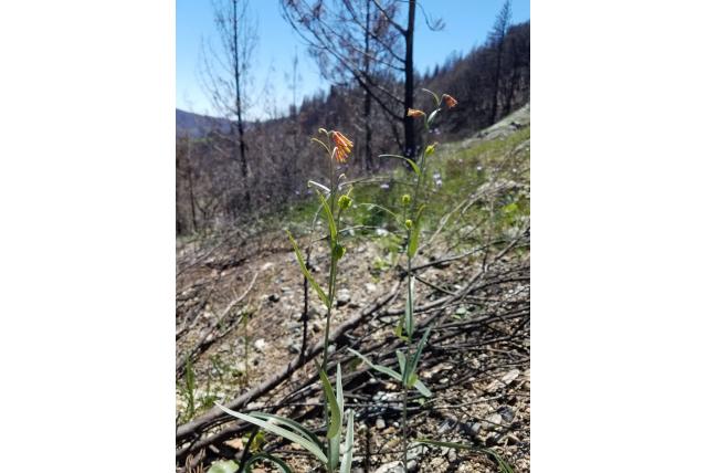 Eastwood's fritillaria
