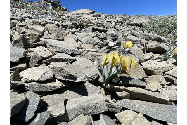 Zeegroenige fritillaria