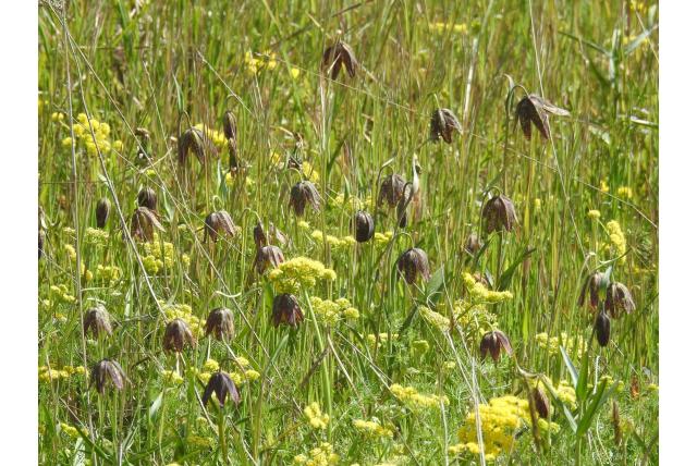 Vergelijkbare fritillaria
