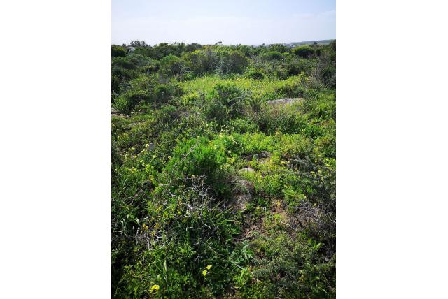 Blauwe Gladiolus Blauwe Gladiolus