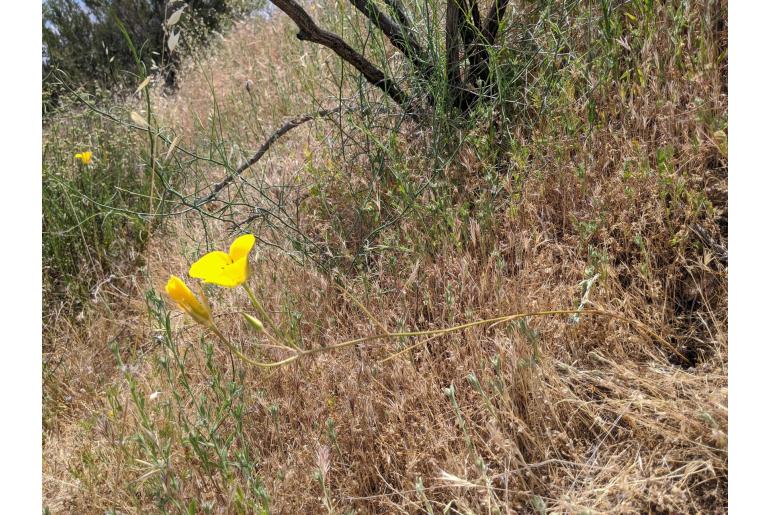 Calochortus clavatus var gracilis -13826