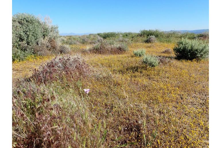 Calochortus striatus -13830