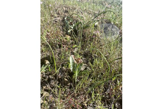 Purdy's fritillaria