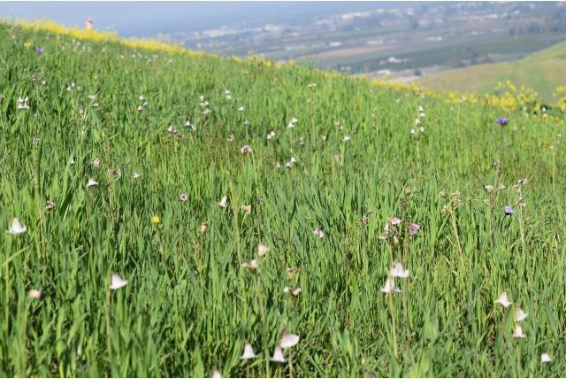 Gestreepte fritillaria