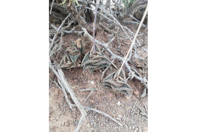 Zwarte haworthia Zwarte haworthia